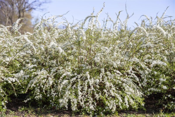 Spiraea thunbergii 40- 60 cm