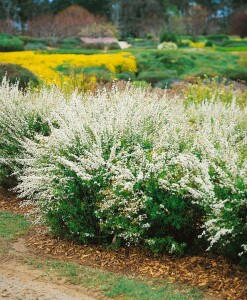 Spiraea thunbergii 40- 60 cm