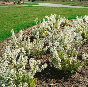 Spiraea thunbergii 40- 60 cm