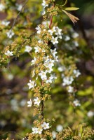 Spiraea thunbergii 40- 60 cm