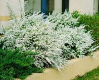 Spiraea thunbergii 40- 60 cm