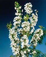 Spiraea thunbergii 40- 60 cm