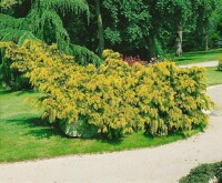 Taxus baccata Dovastonii Aurea 30- 40 cm