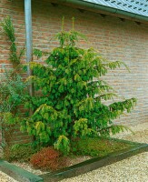 Taxus baccata Dovastonii Aurea 30- 40 cm