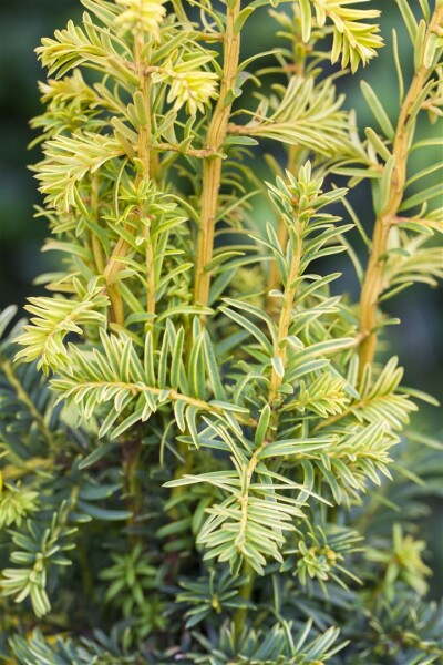 Taxus baccata Dovastonii Aurea mb 40-50 cm