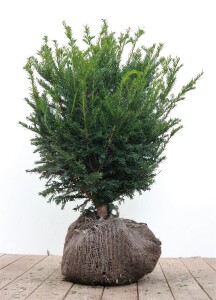 Taxus baccata mb 50-60 cm