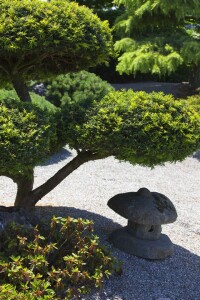 Taxus baccata mb 50-60 cm