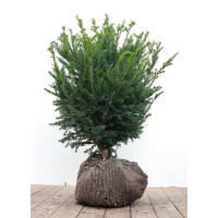 Taxus baccata mb 50-60 cm