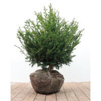 Taxus baccata mb 60-70 cm