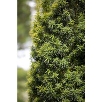 Taxus baccata mB 80- 100 cm