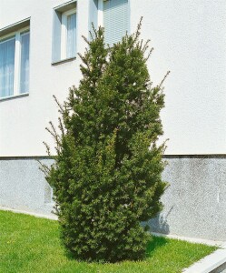 Taxus baccata Overeynderii mb 100-125 cm