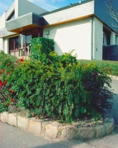 Taxus baccata Repandens 20- 25 cm