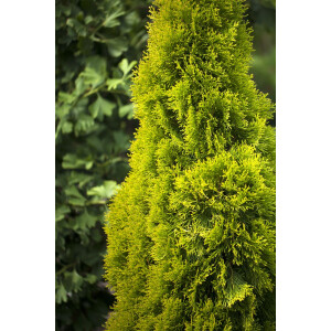 Thuja occidentalis Golden Smaragd mB 60- 80 cm