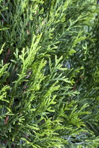 Thuja occidentalis Smaragd Spirale 4xv mDb 150- 175 cm kräftig