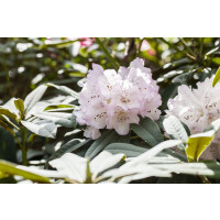 Rhododendron adenogynum