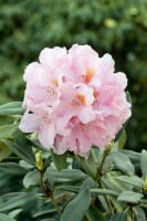 Rhododendron bureavii Teddy Bear