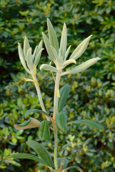 Rhododendron bureavii Volce
