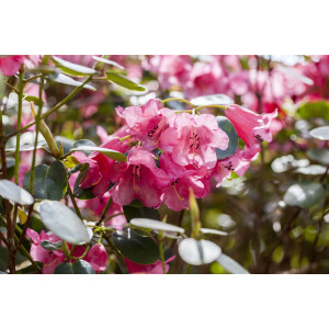 Rhododendron callimorphum