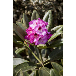 Rhododendron calophytum Dominik