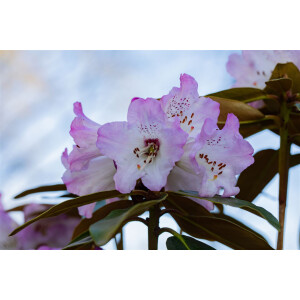 Rhododendron campanulatum