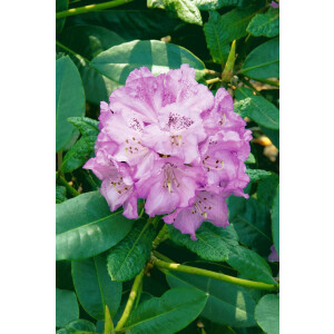 Rhododendron campanulatum aeruginosum