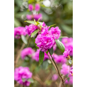 Rhododendron dauricum April Rose