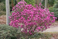 Rhododendron dauricum April Rose