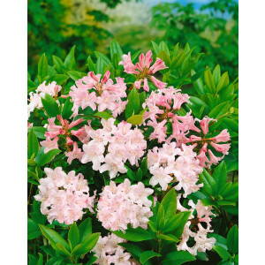 Rhododendron ferrugineum Album