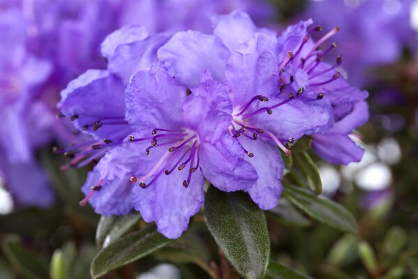 Rhododendron hippophaeoides Blue Silver