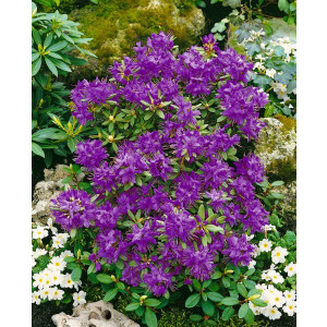 Rhododendron hippophaeoides Blue Silver