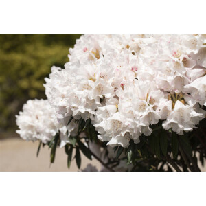 Rhododendron Blewbury
