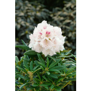 Rhododendron Blewbury