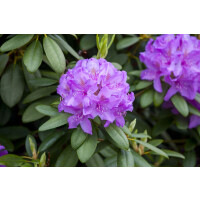 Rhododendron Blue Print