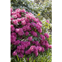Rhododendron James Brigham