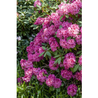 Rhododendron James Brigham