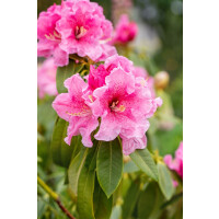 Rhododendron Spätlese