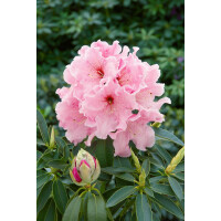 Rhododendron Spätlese