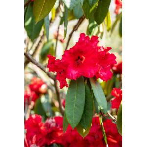 Rhododendron Taurus