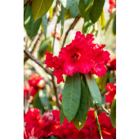 Rhododendron Taurus