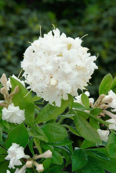 Rhododendron luteum June Jubilee