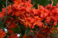 Rhododendron luteum orange