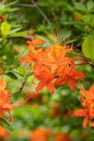 Rhododendron luteum orange