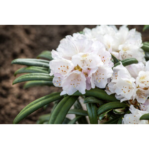 Rhododendron makinoi Jens J&ouml;rgen S&ouml;rensen