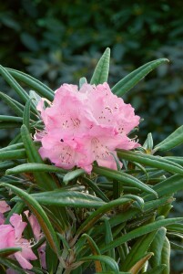 Rhododendron makinoi Jens Jörgen Sörensen