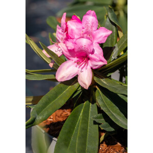 Rhododendron makinoi Rosa Perle