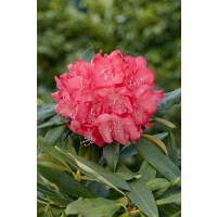 Rhododendron makinoi Rosa Perle