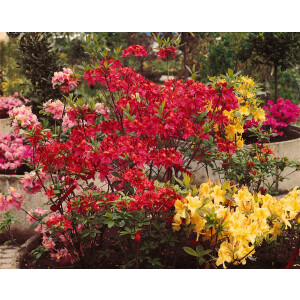 Rhododendron mollis x sinensis