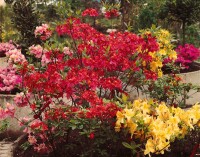 Rhododendron mollis x sinensis