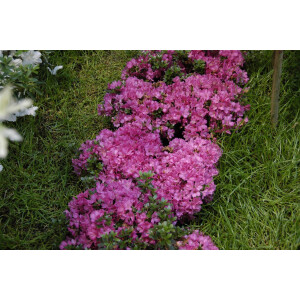 Rhododendron obtusum Anne Frank