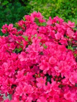 Rhododendron obtusum Anne Frank